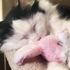 It Is A Cats Life...literally!!