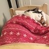 It Is A Cats Life...literally!!