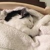 It Is A Cats Life...literally!!