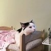 It Is A Cats Life...literally!!