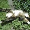 These Cats Stopped Functioning After Having Too Much Catnip!