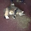 These Cats Stopped Functioning After Having Too Much Catnip!