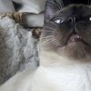 These Cats Stopped Functioning After Having Too Much Catnip!