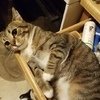 These Cats Stopped Functioning After Having Too Much Catnip!