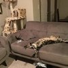 These Cats Stopped Functioning After Having Too Much Catnip!
