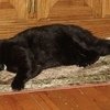 These Cats Stopped Functioning After Having Too Much Catnip!