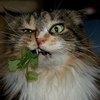 These Cats Stopped Functioning After Having Too Much Catnip!
