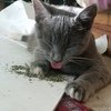 These Cats Stopped Functioning After Having Too Much Catnip!