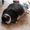 These Cats Stopped Functioning After Having Too Much Catnip!