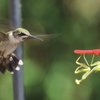 Praying Mantises Are Eating Bird Brains All Over The World!