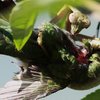 Praying Mantises Are Eating Bird Brains All Over The World!