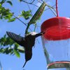 Praying Mantises Are Eating Bird Brains All Over The World!