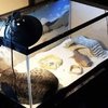 Video: Cats Are Assholes 5