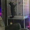 Video: Cats Are Assholes 7