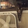 Video: Cats Are Assholes 8