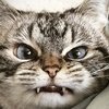 Video: The Cat Stand Off – Round 1!
