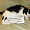 Video: The Cat Stand Off – Round 1!