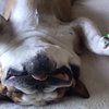 Video: Spinner Sorcery – Doggone!