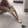 Video: Spinner Sorcery – Doggone!