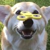 Video: Spinner Sorcery – Doggone!