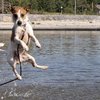 Video: Animal Water Nopes!