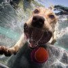 Video: Animal Water Nopes!