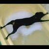 Video: Dogs And Bath Time Is Like Oil And Water – They Just Don't Mix
