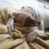 Video: The Vet You Say? Ummm... Nope!