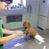 Video: The Vet You Say? Ummm... Nope!