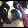 Video: The Vet You Say? Ummm... Nope!