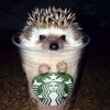 Video: Crazy Exotic Pet You Wont Believe People Actually Own 2