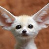 Video: Crazy Exotic Pet You Wont Believe People Actually Own