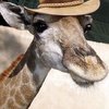 Video: Crazy Exotic Pet You Wont Believe People Actually Own 3