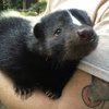 Video: Crazy Exotic Pet You Wont Believe People Actually Own 4