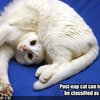 Video: The Cats Guide On How To Take Care Of Your Human