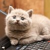 Video: The Cats Guide On How To Take Care Of Your Human