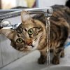 Video: The Cats Guide On How To Take Care Of Your Human