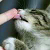 Video: The Cats Guide On How To Take Care Of Your Human