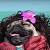 Video: Disney! It's A Whole New (pug) World!