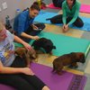 Video: Puppy Pilates Is The New Sport Thats Taking Over The World!