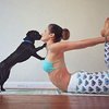Video: Puppy Pilates Is The New Sport Thats Taking Over The World!