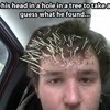 Video: Yes, But Did You Die... 10