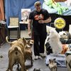 Video: From Mafia To Animaltarian – The Dogfather's Sanctuary Of Any Animal's Dreams!