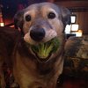 Video: When Your Pet Reminds You That They Love You! 2