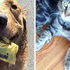 Video: When Your Pet Reminds You That They Love You! 5