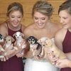 Video: Scrap The Flowers! Take The Puppies! 15