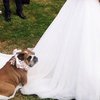 Video: Scrap The Flowers! Take The Puppies! 18