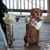 Video: Scrap The Flowers! Take The Puppies! 20