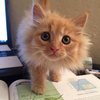 The Puuuuurfect Thing To Make Your Day!