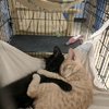 The Puuuuurfect Thing To Make Your Day!